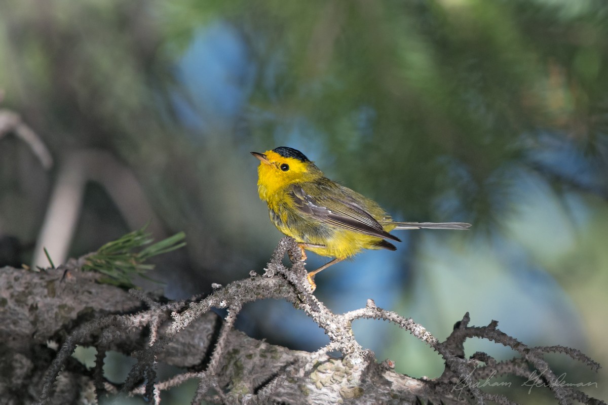 Wilson's Warbler - ML64378811