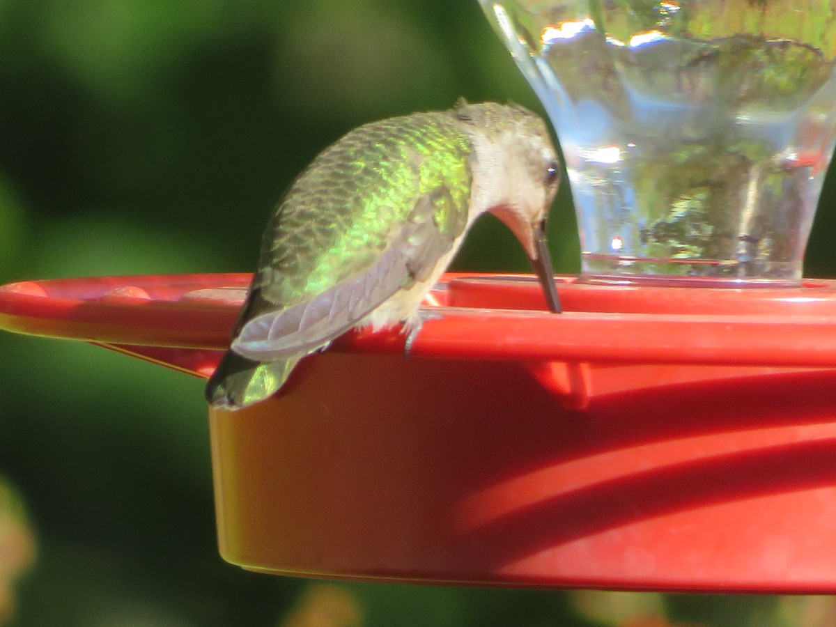 Ruby-throated/Black-chinned Hummingbird - ML643788121