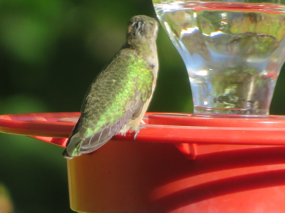 Ruby-throated/Black-chinned Hummingbird - ML643788123