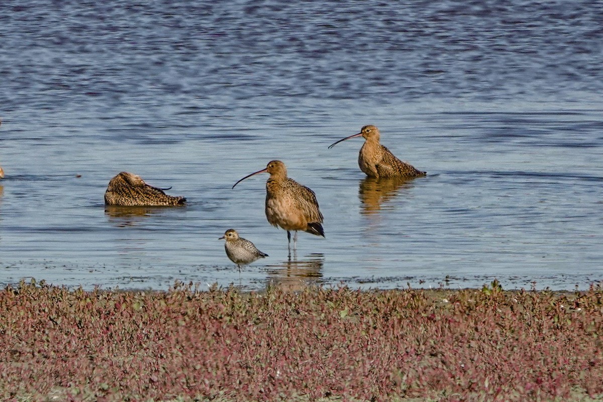 Pacific Golden-Plover - ML643788134