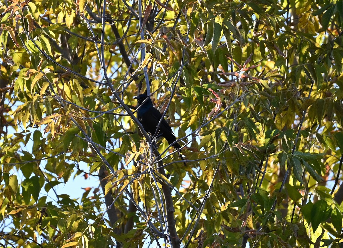 vlhovec lesklý - ML643788136