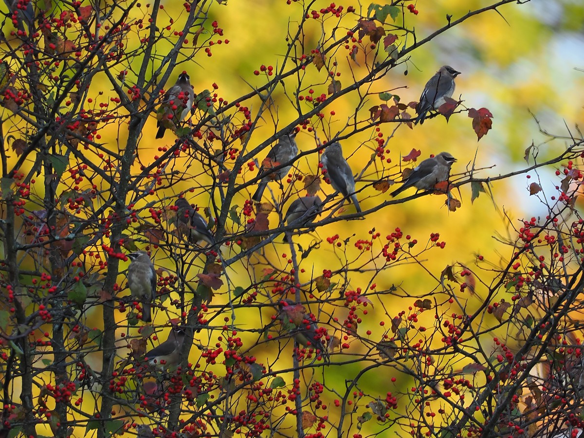 Cedar Waxwing - ML643788140