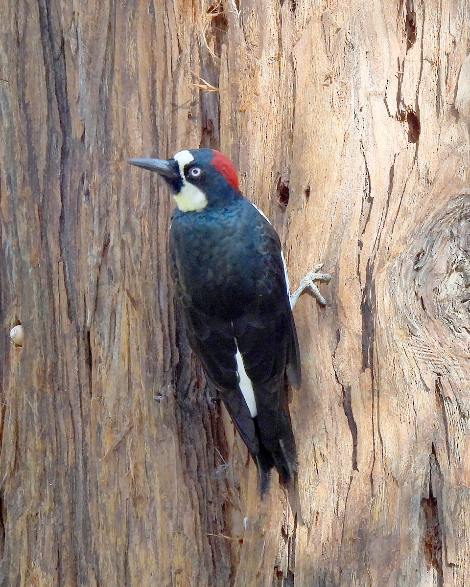 Acorn Woodpecker - ML643788155