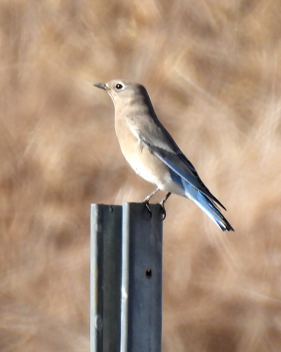 Mountain Bluebird - ML643788171