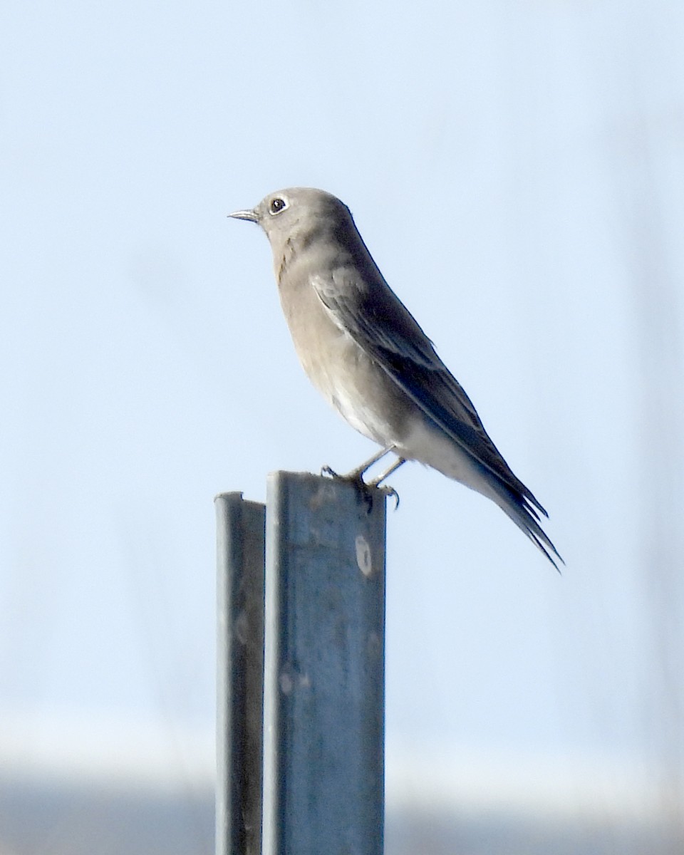 Mountain Bluebird - ML643788172