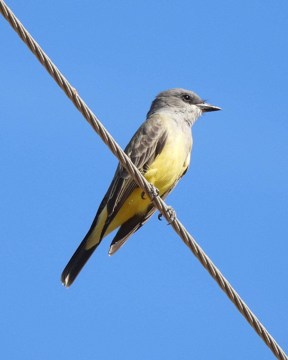 Cassin's Kingbird - ML643788180