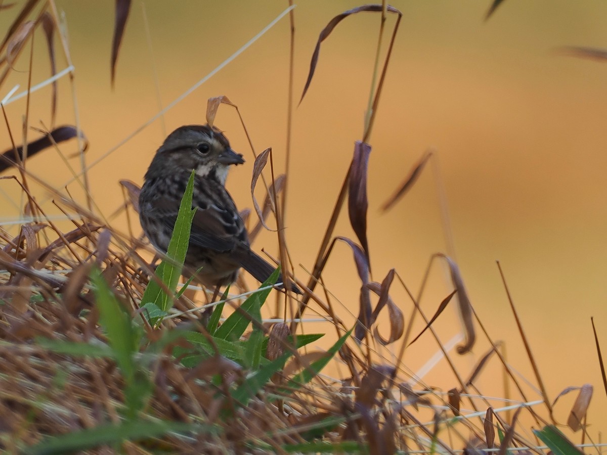 Song Sparrow - ML643788183