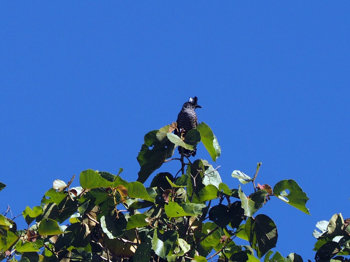 Batará Barrado - ML643788190