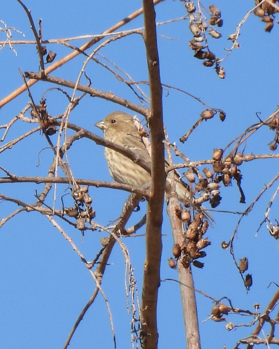 House Finch - ML643788198