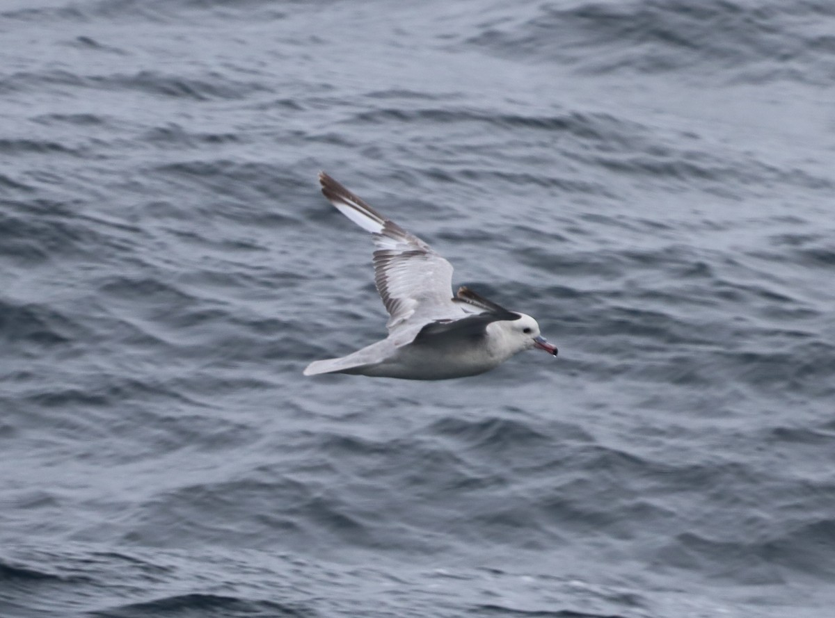 sørhavhest - ML643788200