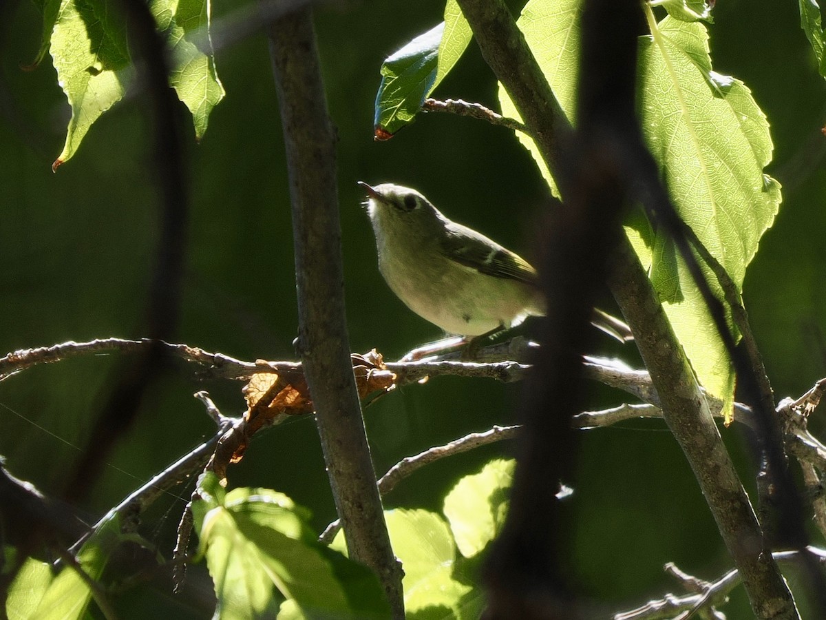 Ruby-crowned Kinglet - ML643788210