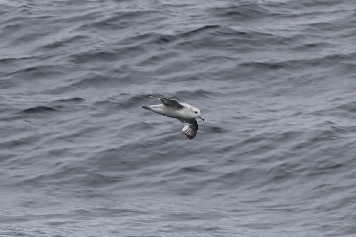 sørhavhest - ML643788224