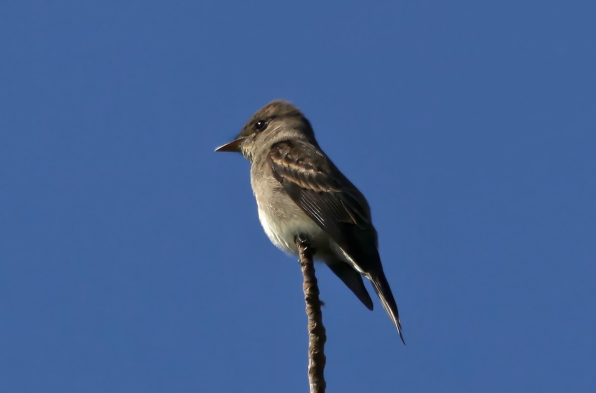 Blasskehl-Schnäppertyrann - ML643788229