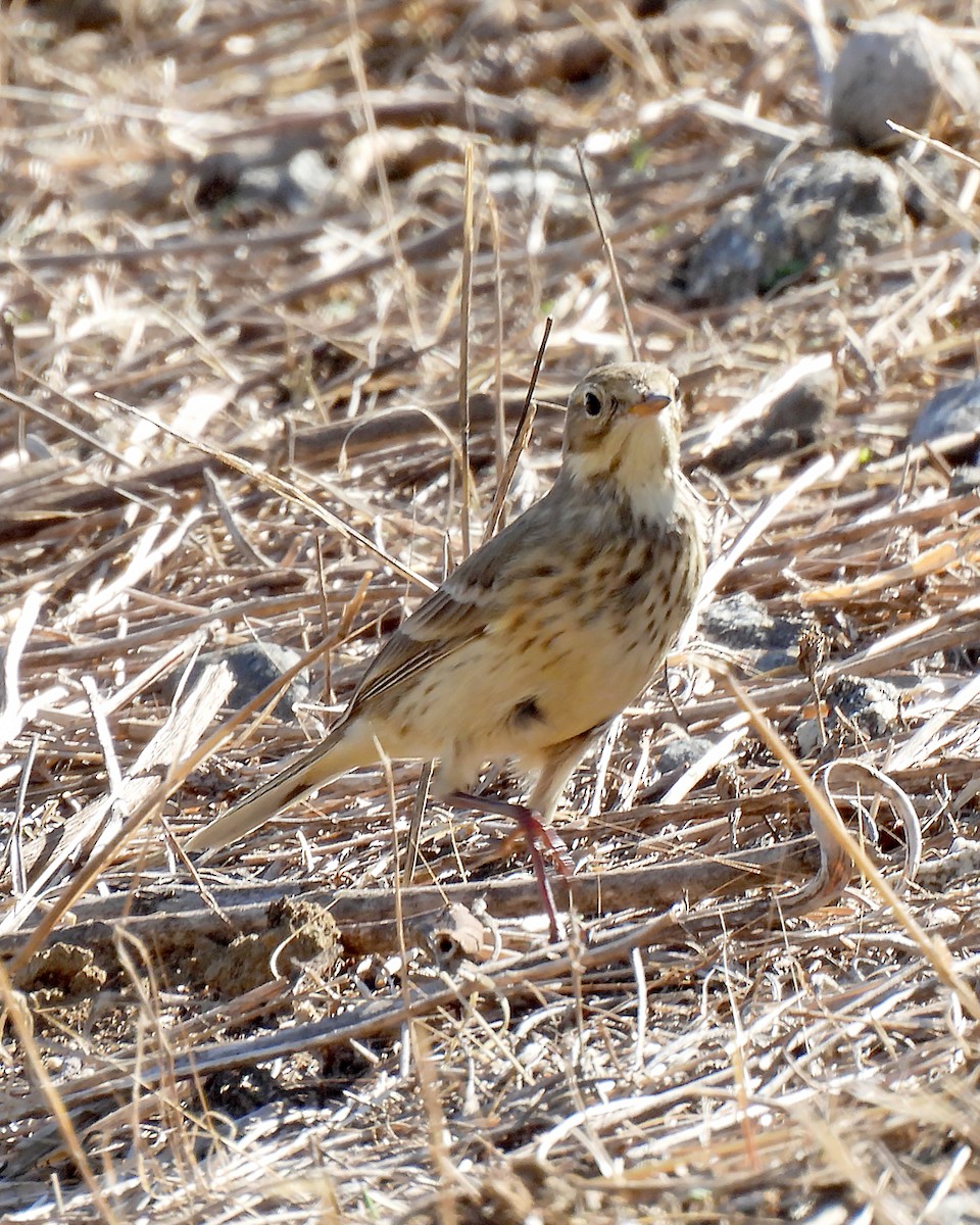 American Pipit - ML643788237
