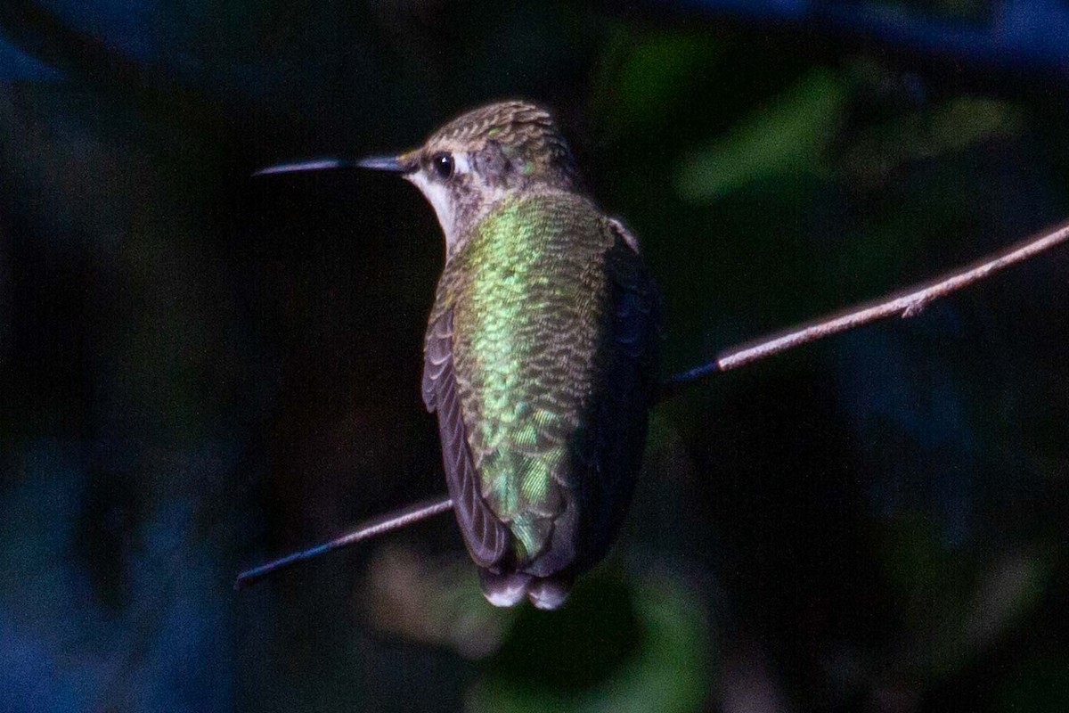 Broad-billed Hummingbird - ML643788238