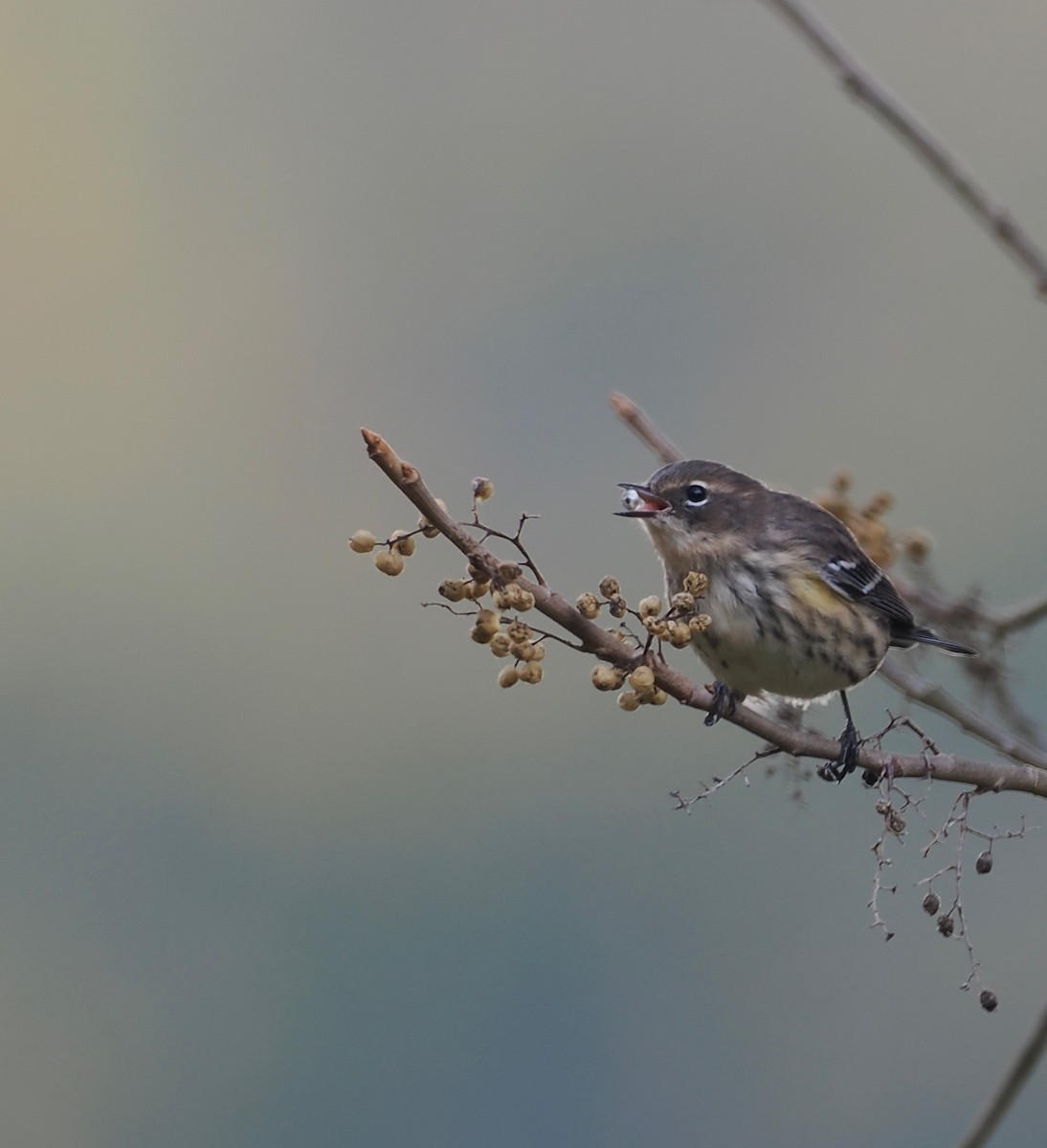 Yellow-rumped Warbler - ML643788240