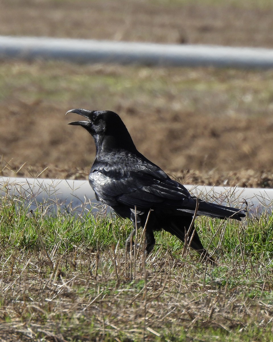Common Raven - ML643788248