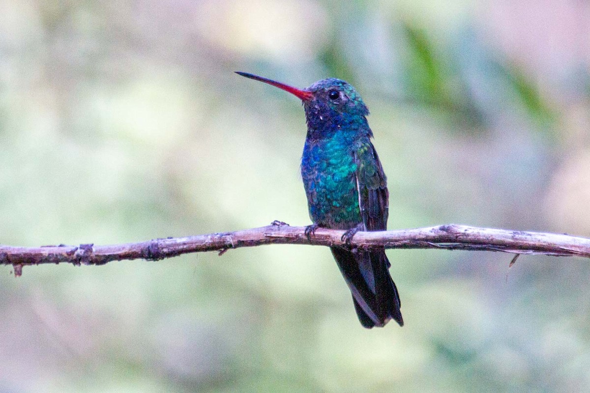 Broad-billed Hummingbird - ML643788254