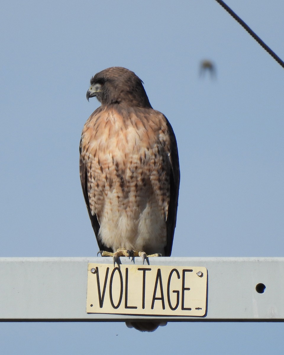 Red-tailed Hawk - ML643788256