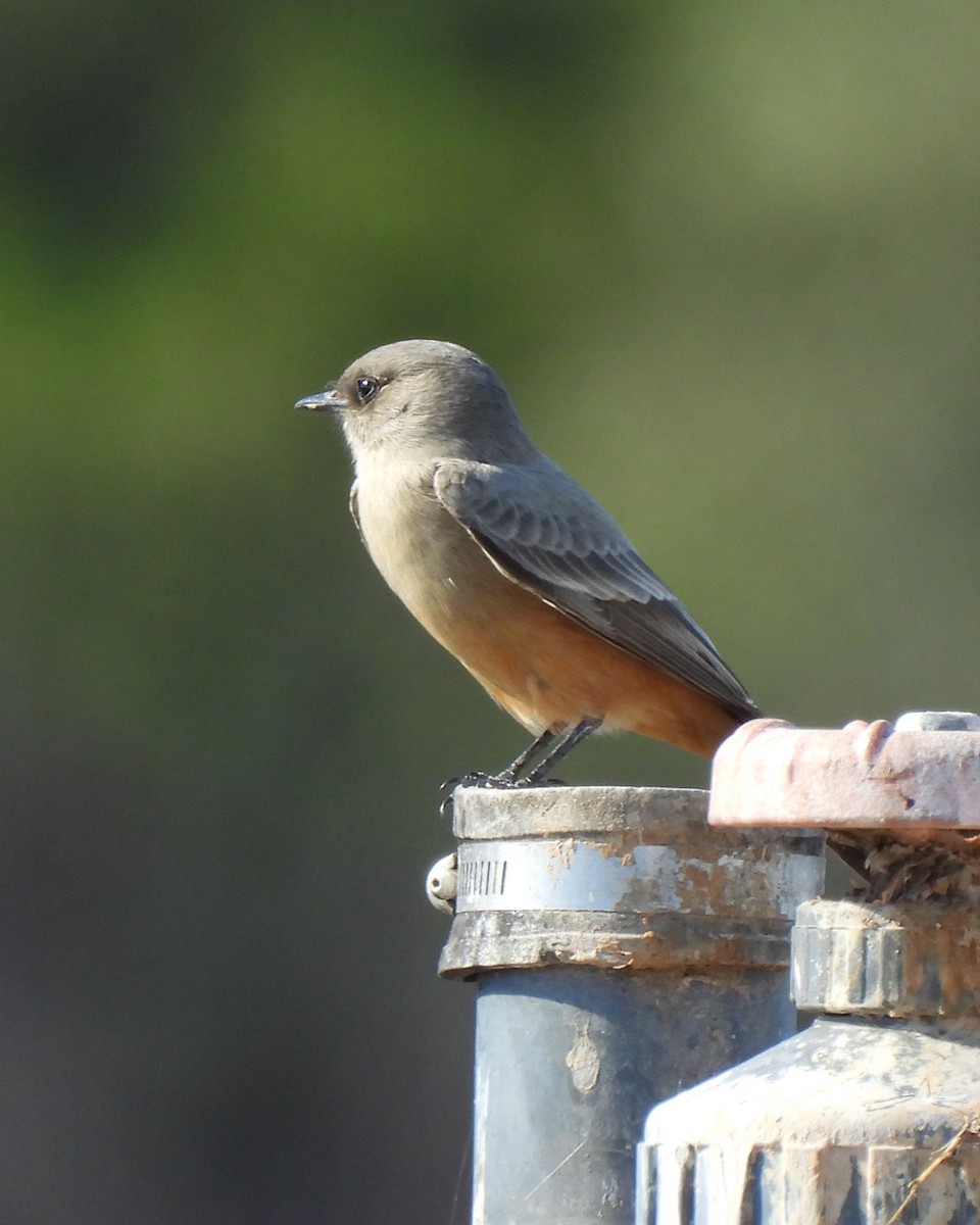 Say's Phoebe - ML643788277
