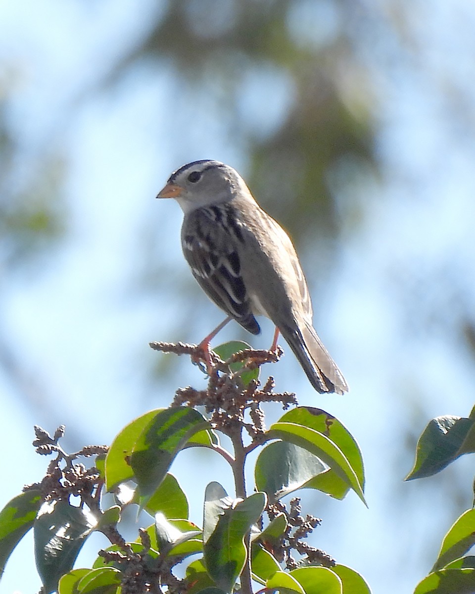 White-crowned Sparrow - ML643788282