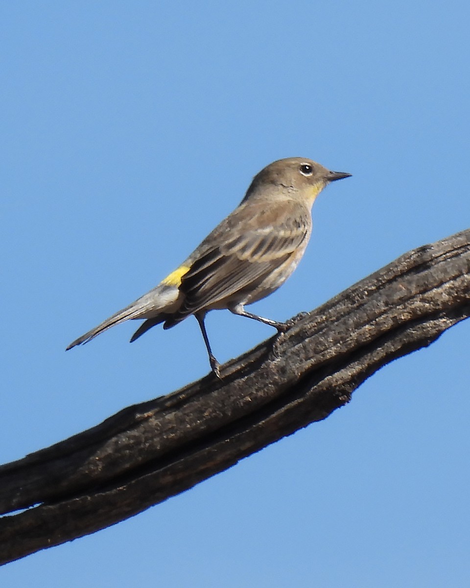 Yellow-rumped Warbler - ML643788286
