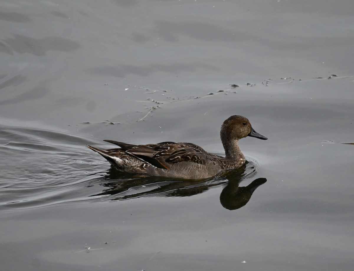 ostralka štíhlá - ML643788293