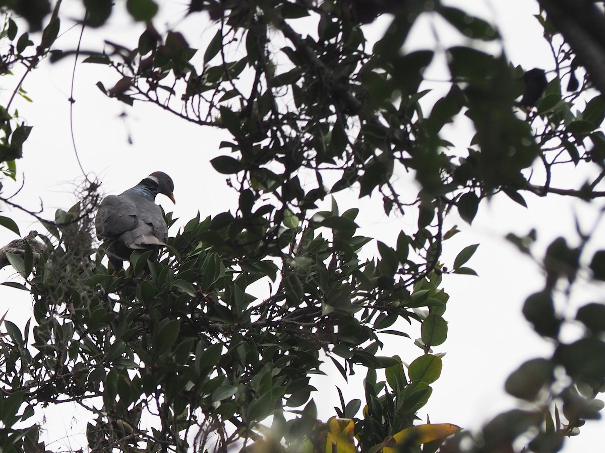Band-tailed Pigeon - ML643788297