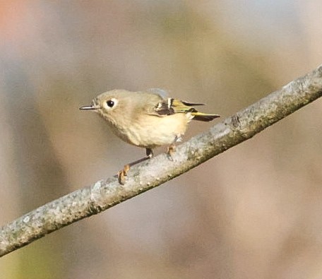 Ruby-crowned Kinglet - ML643788321