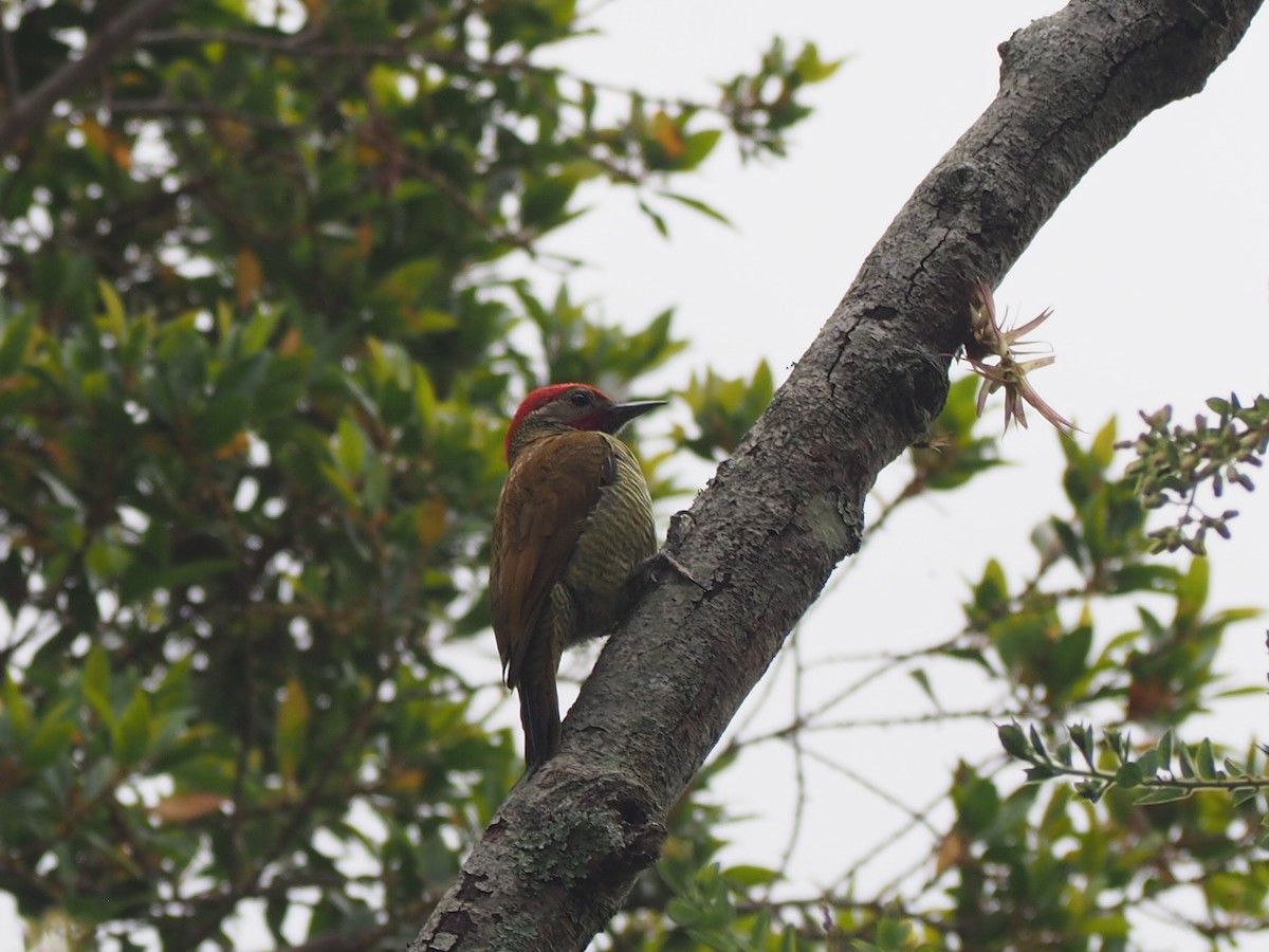 Golden-olive Woodpecker - ML643788328