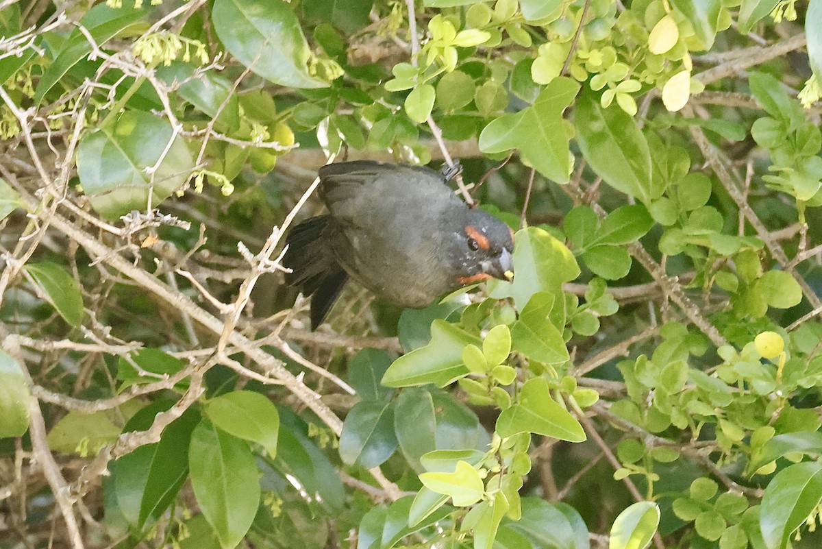 Greater Antillean Bullfinch - ML643788329