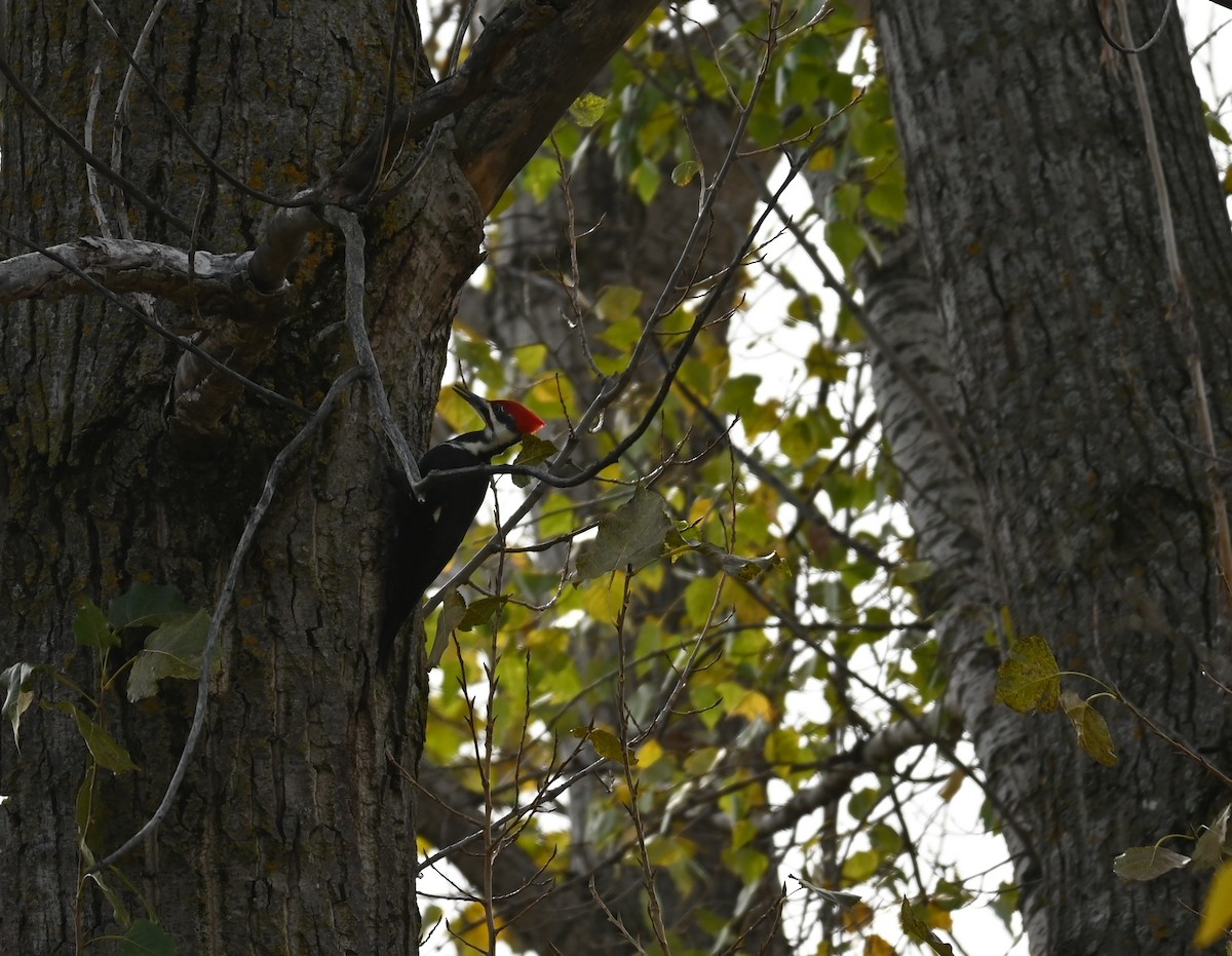 datel chocholatý - ML643788330