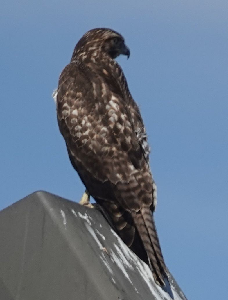 Red-tailed Hawk (calurus/alascensis) - ML643788332