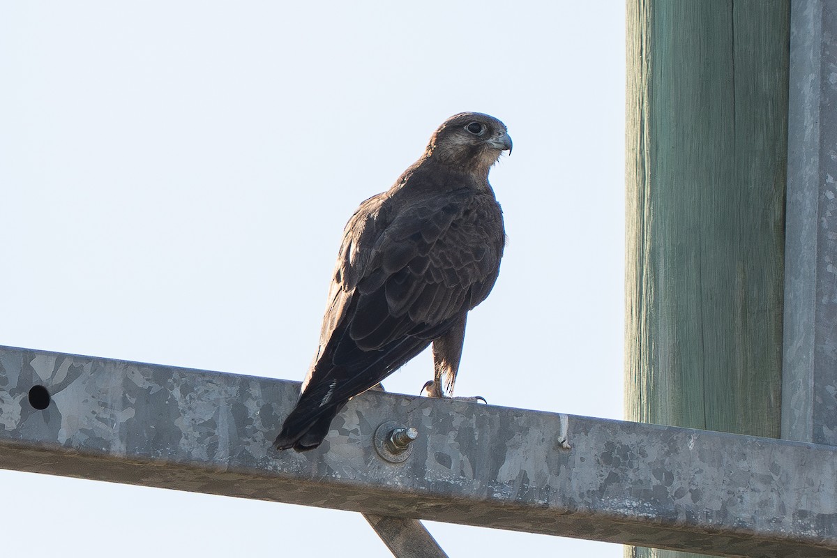 Black Falcon - ML643788335