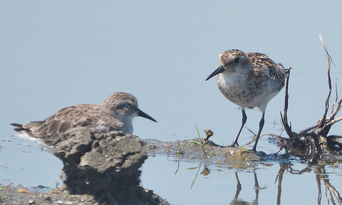 Küçük Kumkuşu - ML643788340