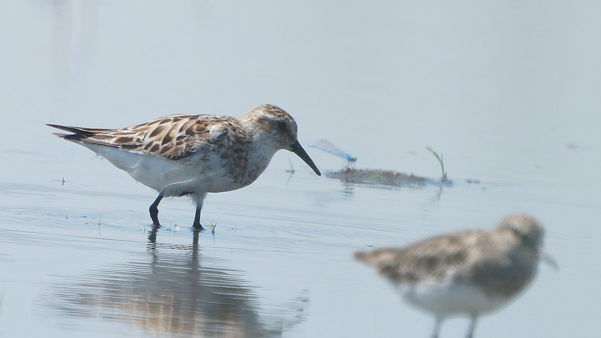 Küçük Kumkuşu - ML643788343