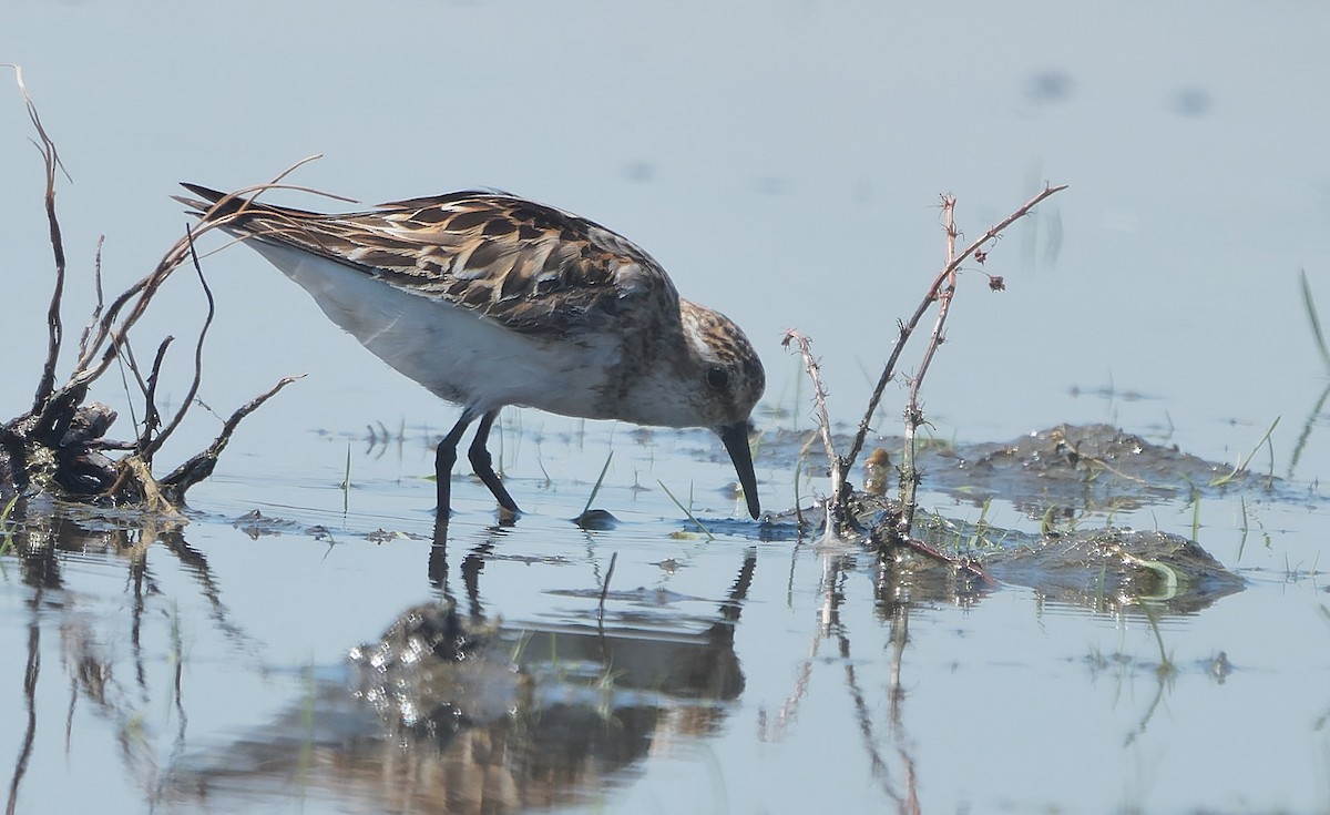 Küçük Kumkuşu - ML643788344