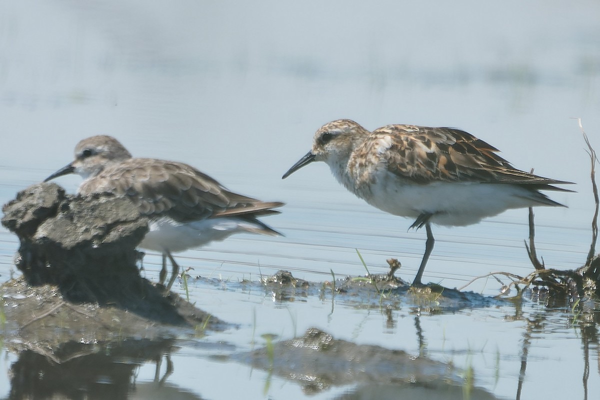 Küçük Kumkuşu - ML643788349