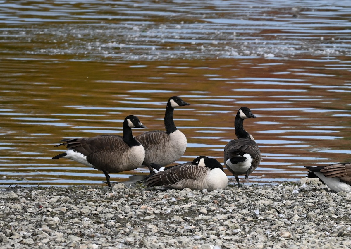 Canada Goose - ML643788350