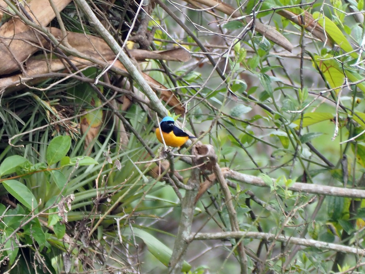 Golden-rumped Euphonia - ML643788353