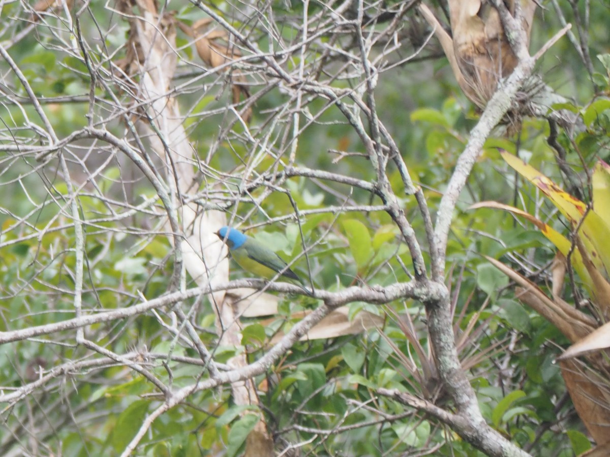 Golden-rumped Euphonia - ML643788354