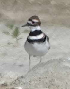 Killdeer - ML643788358