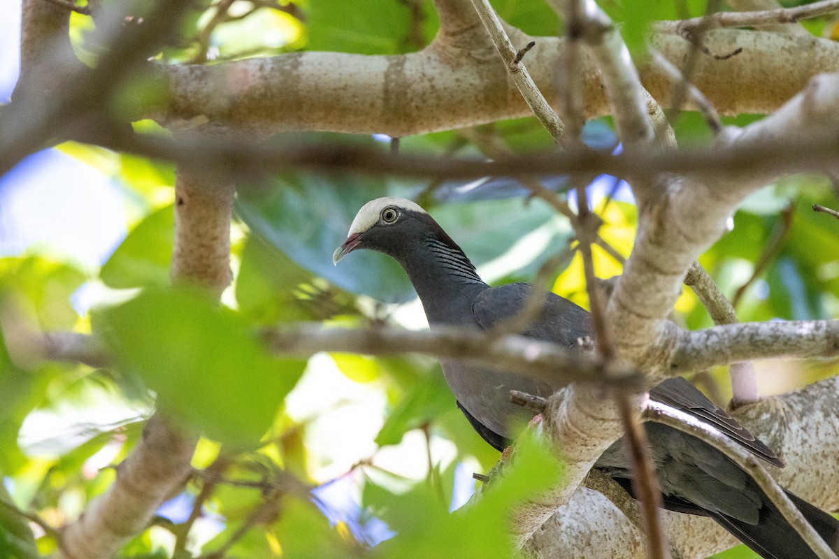 White-crowned Pigeon - ML643788360