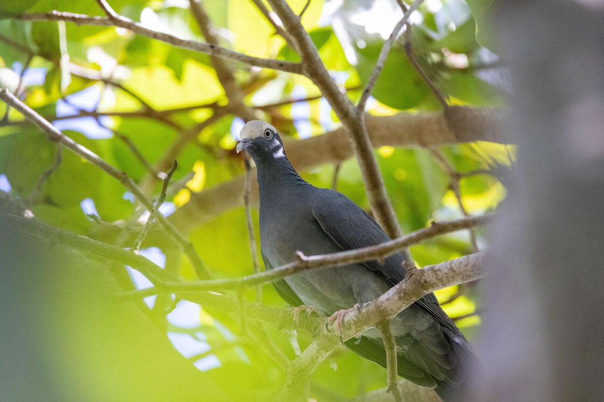 White-crowned Pigeon - ML643788361