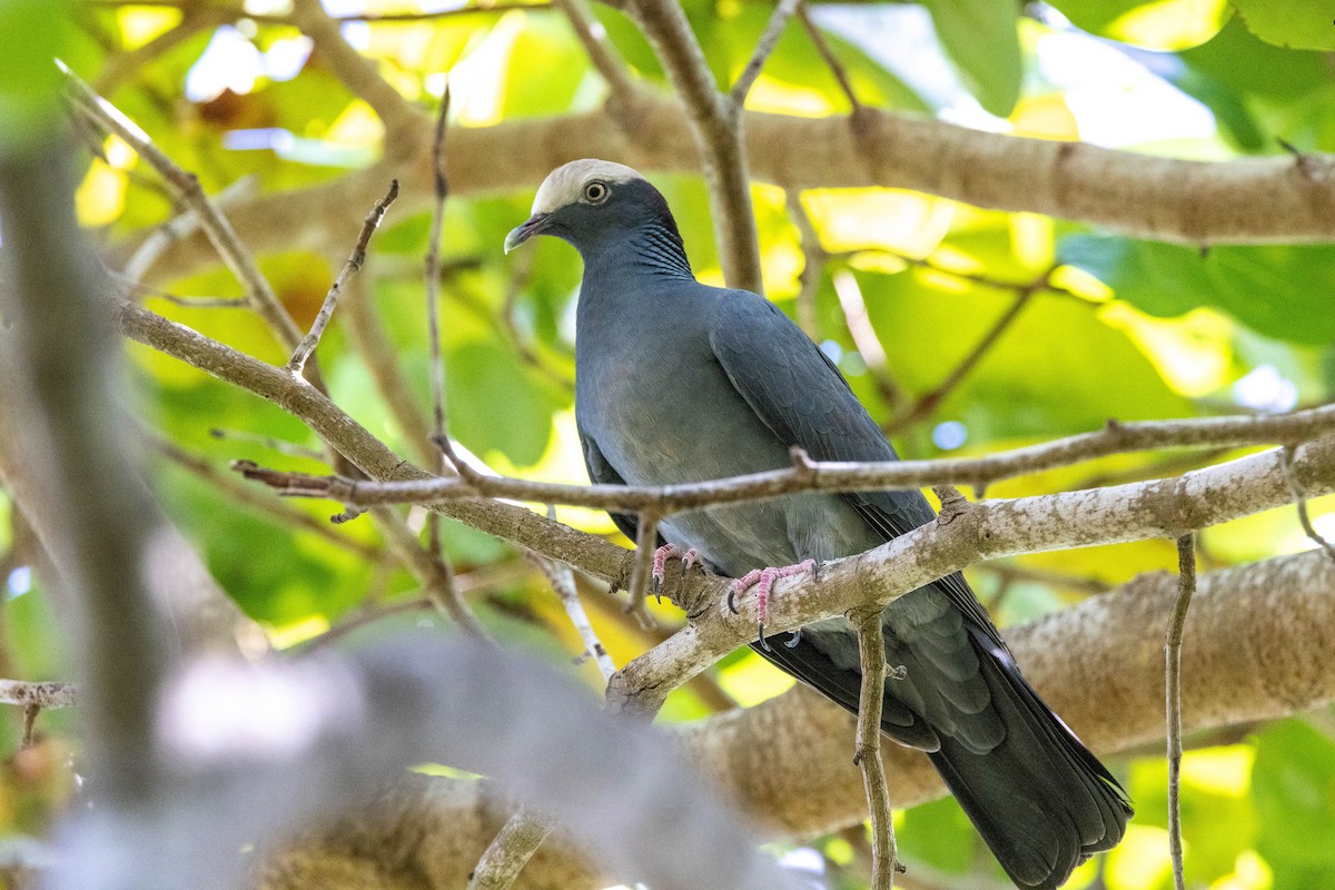 White-crowned Pigeon - ML643788362