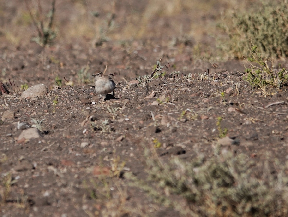 Puna Miner - ML643788364