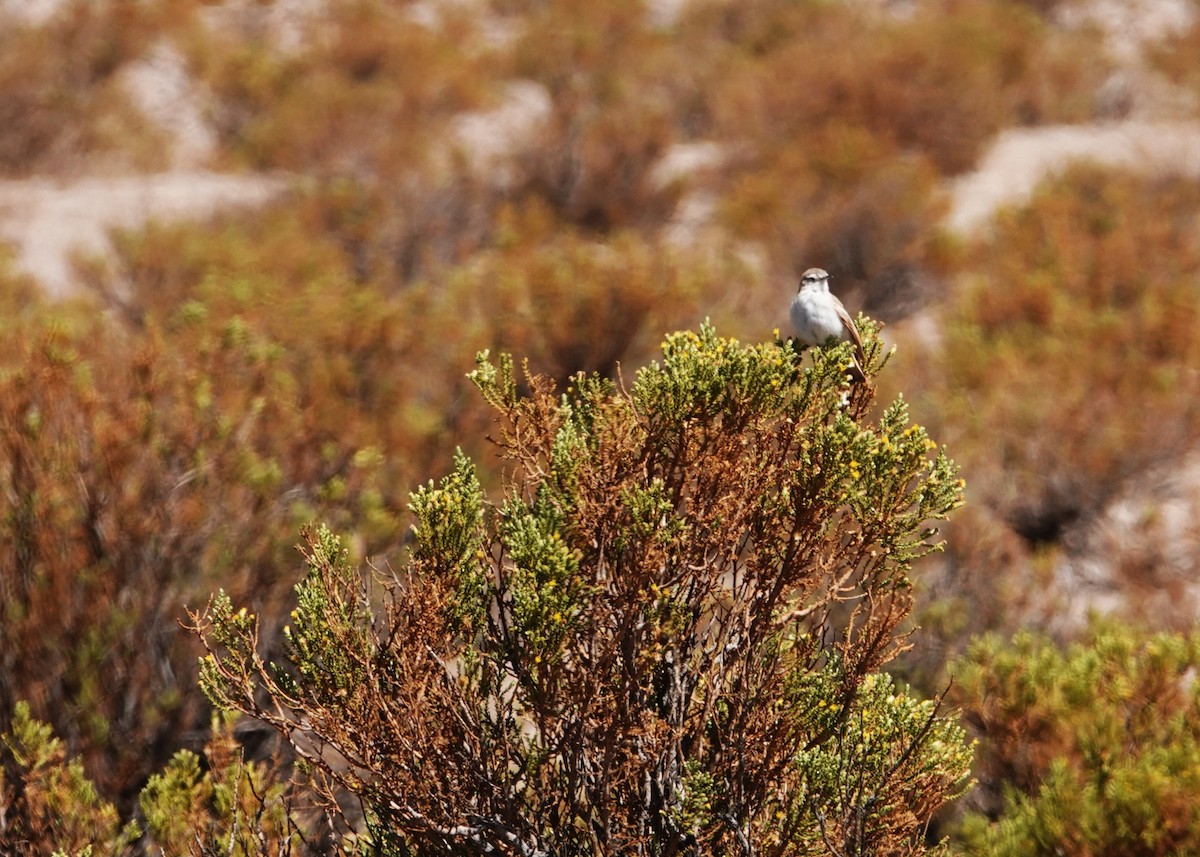 Puna Miner - ML643788365