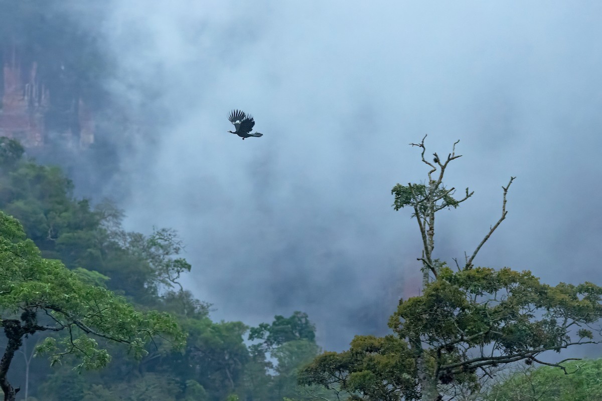 White-throated Piping-Guan - ML643788367