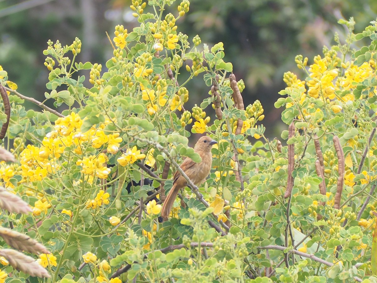 White-lined Tanager - ML643788368