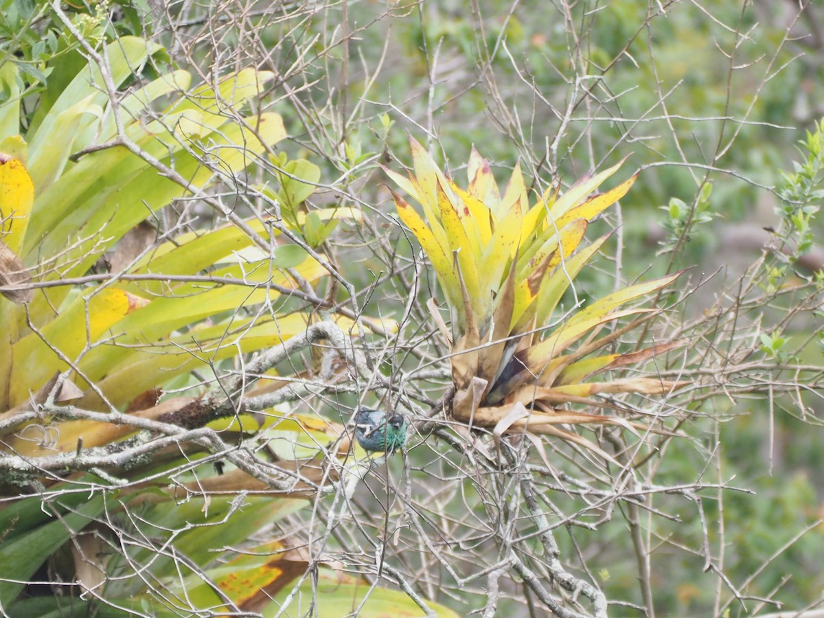 Black-capped Tanager - ML643788375